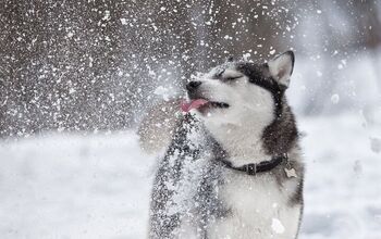 How Cold is Too Cold for My Dog to Be Outside?