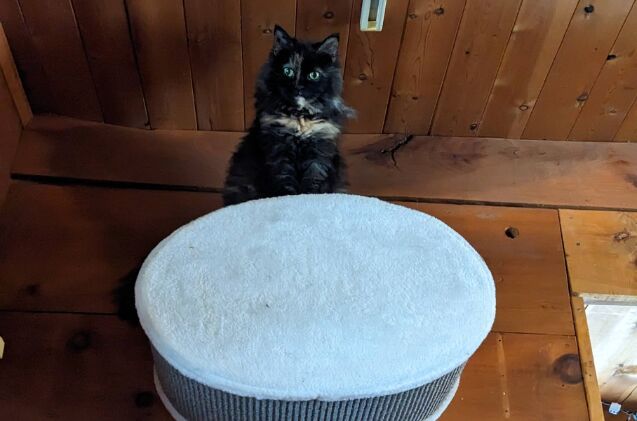 My cat Pippen perched on top of a cat condo (there is a hole to enter it beside her) watching the room