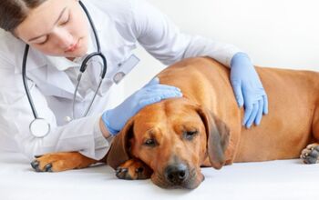 How Do Dog Insurance Companies Check for Pre-existing Conditions?