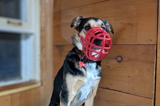 Lucifer wearing his Birdwell Enterprises Plastic Dog Muzzle