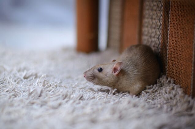 how do i find a lost hamster or other rodents, Photo credit alexeisido Shutterstock com