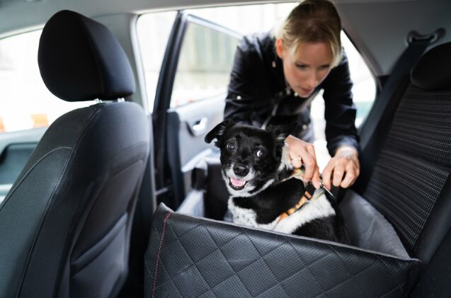 how do i help a dog afraid of car rides, Photo credit Andrey Popov Shutterstock com