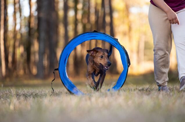 how do i introduce my dog to agility at home, Photo credit Tanya Consaul Photography Shutterstock com