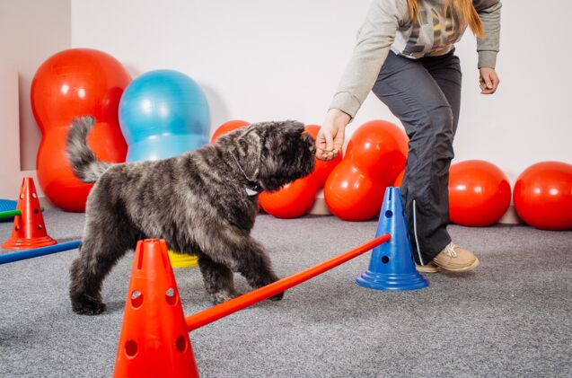 how do i introduce my dog to agility at home, Photo credit PRESSLAB Shutterstock com