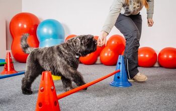 How Do I Introduce My Dog to Agility at Home?