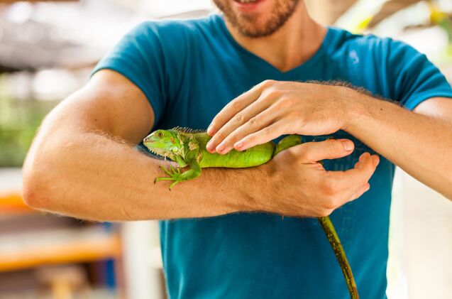 how do i keep my reptile from overheating, Photo credit Cocos Bounty Shutterstock com