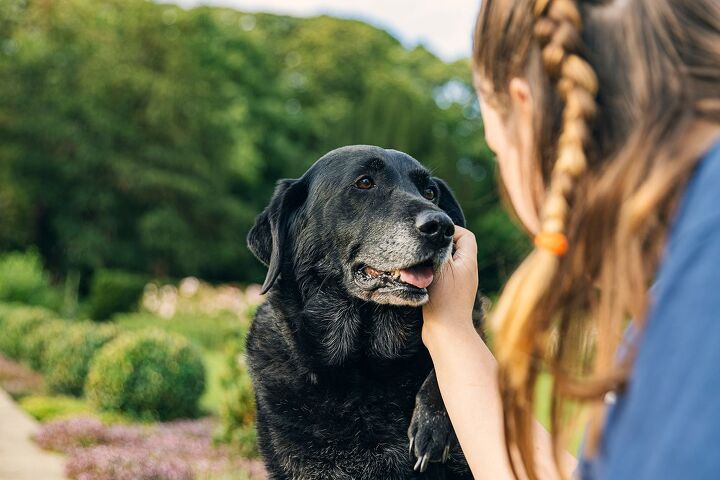 how do i know when walks are too much for my senior dog, JPRFPhotos Shutterstock