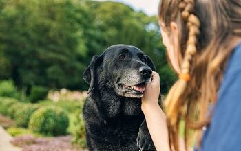 How Do I Know When Walks Are Too Much for My Senior Dog?