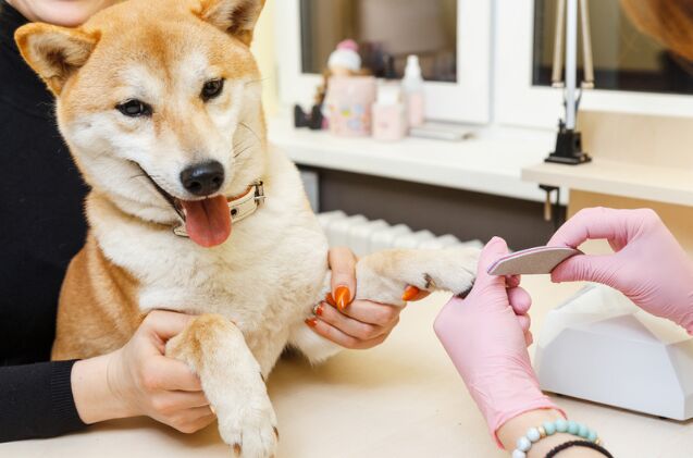 how do i make a diy nail board for my dog, Photo credit BY BY Shutterstock com