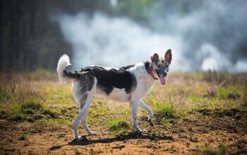 How Do I Protect My Pet From Wildfire Smoke?