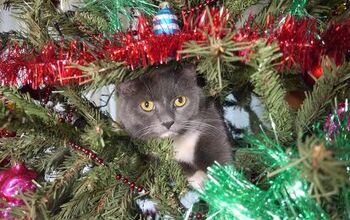 How Do I Stop My Cat From Messing With the Christmas Tree