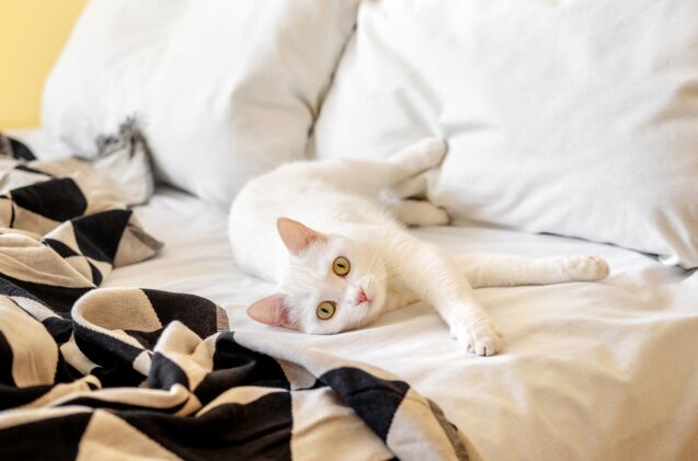 how do i stop my cat from waking me up at night, Photo credit Svetlana Khutornaia Shutterstock com