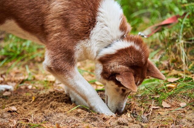 how do i stop my dog from digging up my yard, Photo credit travelarium ph Shutterstock com