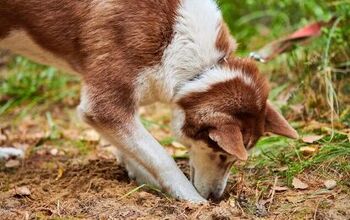 How Do I Stop My Dog From Digging up My Yard?