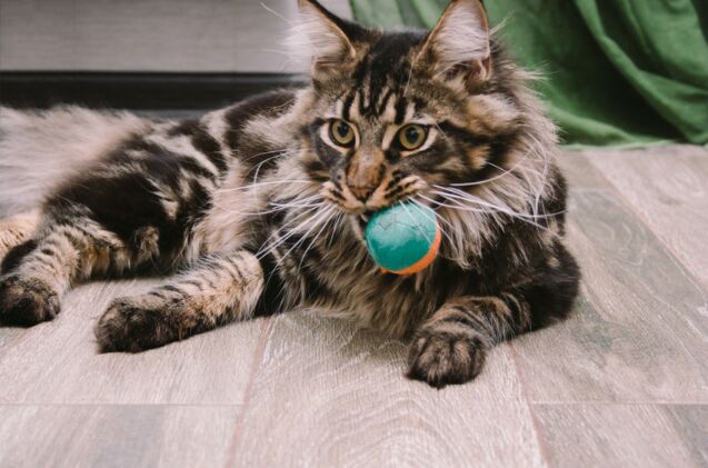 how do i teach my cat to play fetch, Photo credit Alena A Shutterstock com