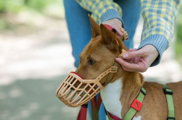 how do i train my dog to wear a muzzle, Photo credit Reshetnikov art Shutterstock com