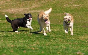 How Do You Know If Dog Daycare Is Safe?