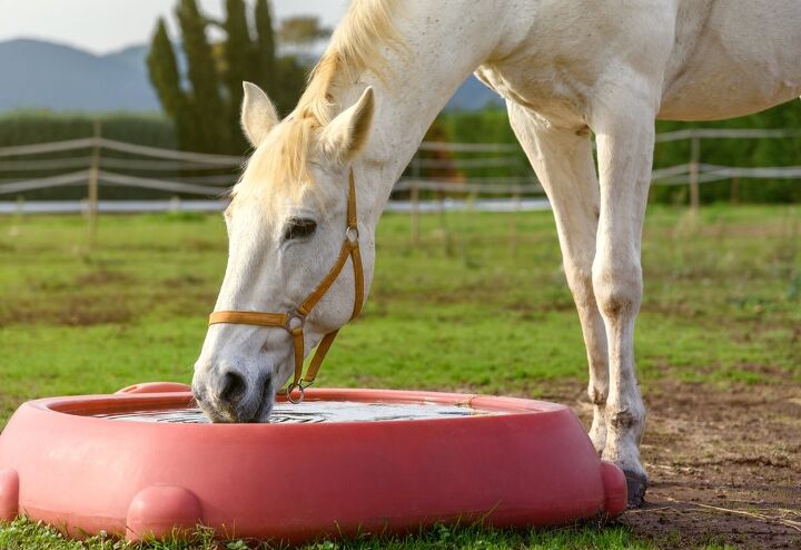 how much water should my horse drink daily, 22Images Studio Shutterstock