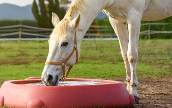 How Much Water Should My Horse Drink Daily?