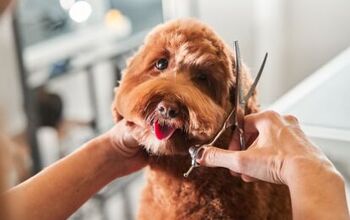 How Often Should A Labradoodle Be Groomed?