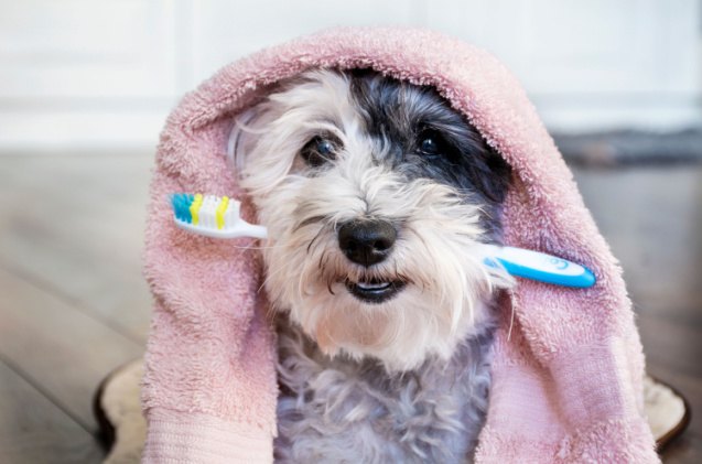 how often should i brush my dogs teeth, Boryana Manzurova Shutterstock