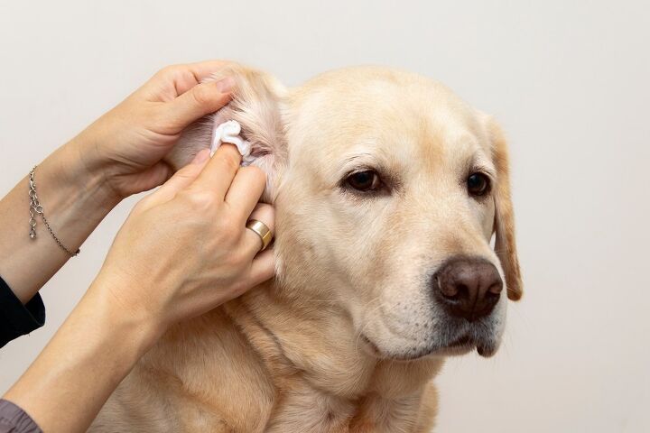 how often should i clean my dog s ears, fetrinka Shutterstock