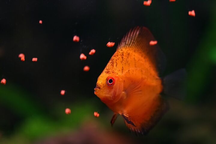 how often should i feed my fish, Goran Jakus Shutterstock