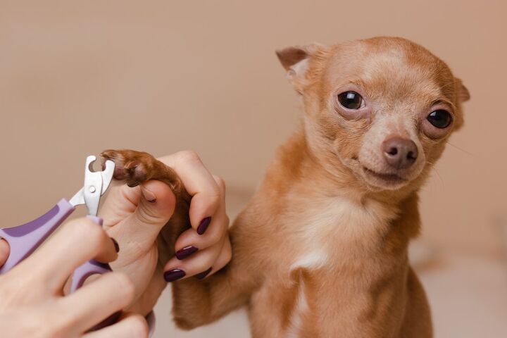 how often should i trim my dog s nails, Barillo Picture Shutterstock