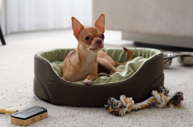 how often should i wash my dogs bed, New Africa Shutterstock