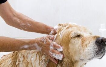 How Often Should You Groom Your Dog?