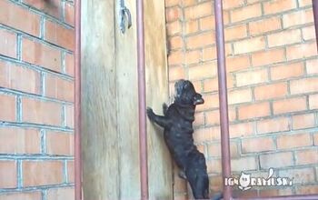 How One Dog Gets His Owners To Let Him Inside [Video]