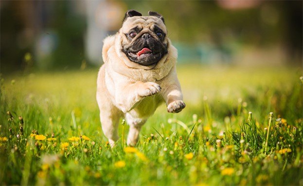 how the right food can help your dog lose weight