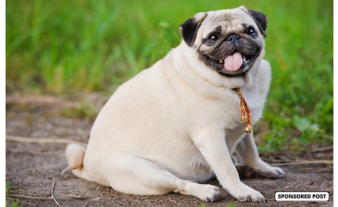 how the right food can help your dog lose weight