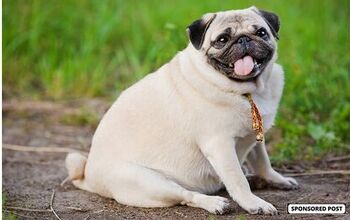 Spotting Obesity in Dogs: A Guide to the Right Diet Plan