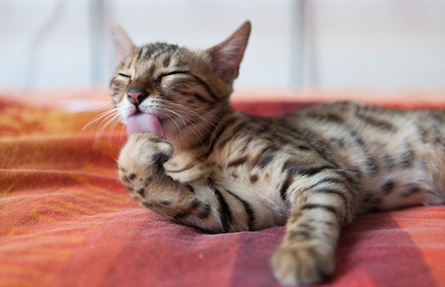 how this cat food can change your life, Image by Juhku Shutterstock com