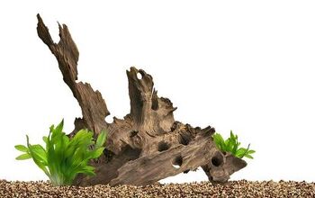 How to Anchor Live Plants to Driftwood for a Natural Décor Scheme