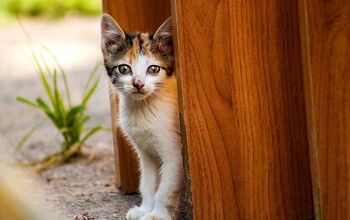 How to Care for Stray Cats