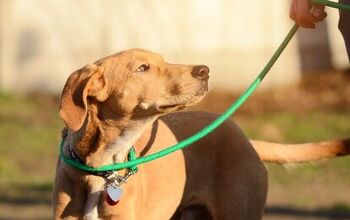 How To Choose The Best Type Of Leash For Your Dog