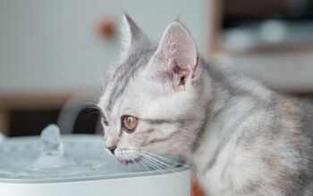 How to Clean a Pet Water Fountain