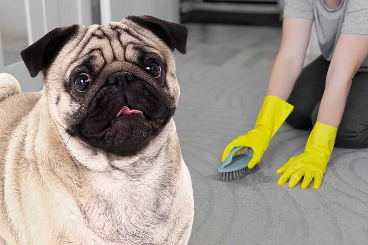 how to clean dog diarrhea from carpet, Di Studio Shutterstock