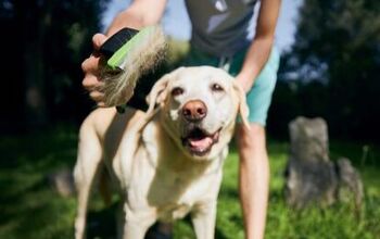 How to De-Shed Your Dog at Home