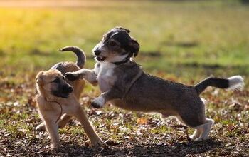 How To Deal With Dog Fights In Your Multiple-Dog Home