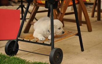 How to Dog-Proof Your Outdoor Barbecue