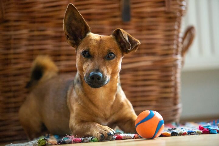 how to exercise your dog indoors, TeamDAF Shutterstock