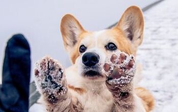 How To Get Snowballs Out Of Your Dog's Fur