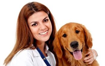 How to Get the Right Dog Insurance Coverage Without Overpaying