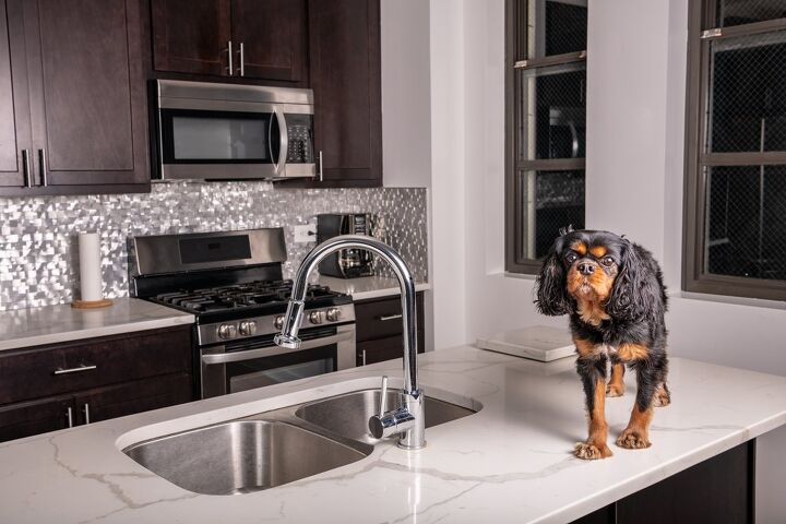 how to get your dog to stop counter surfing, Page Light Studios Shutterstock