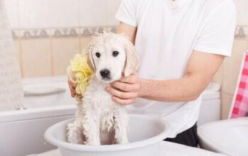 How to Give Your Puppy a Bath