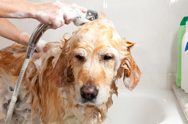 how to groom a dog