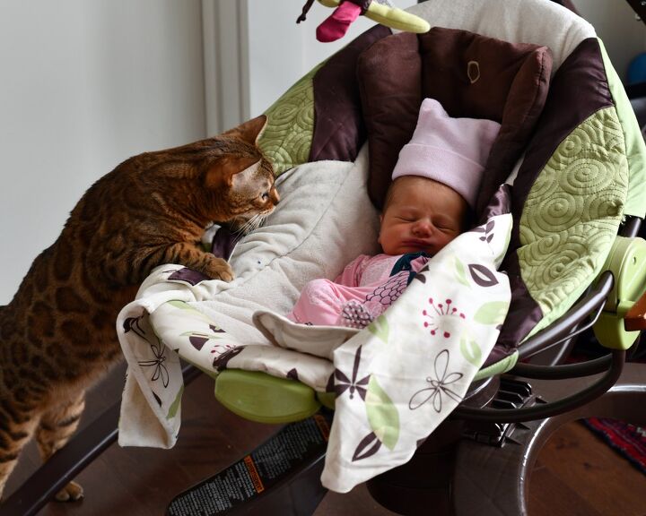 how to introduce your cat to your baby, JoeSAPhotos Shutterstock